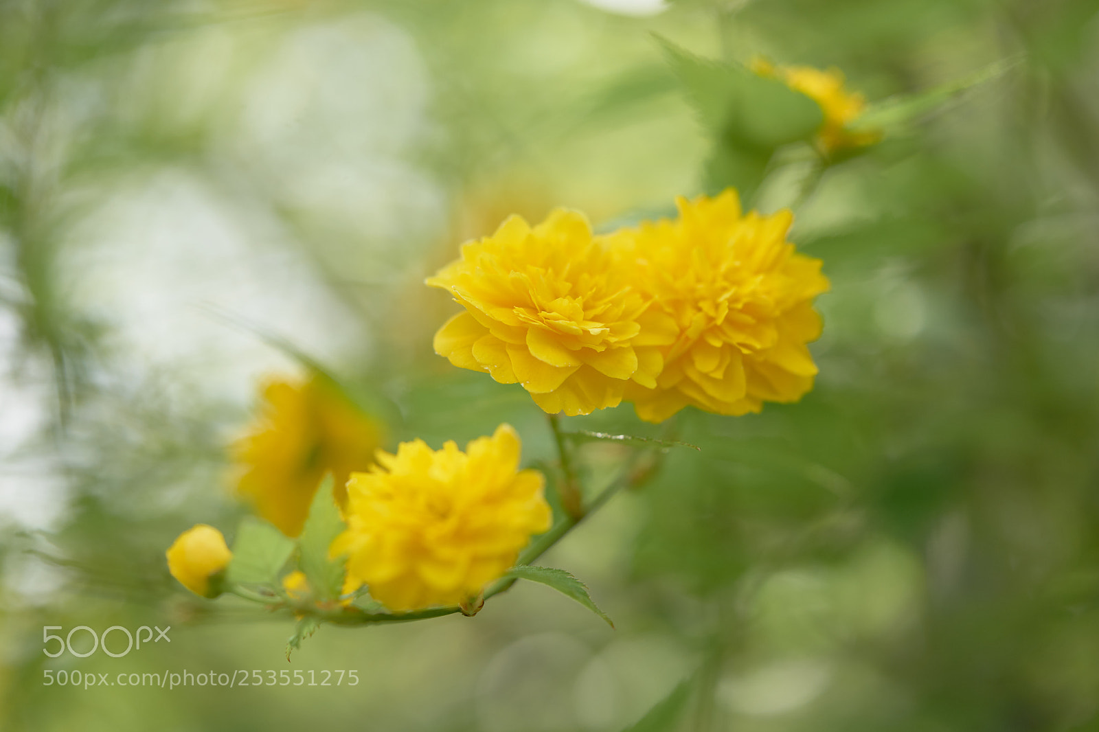 Sony a7 sample photo. Flowers 6403 photography