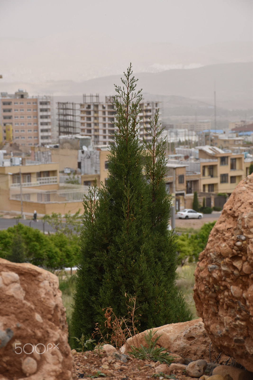 Nikon D5600 sample photo. Cedar photography