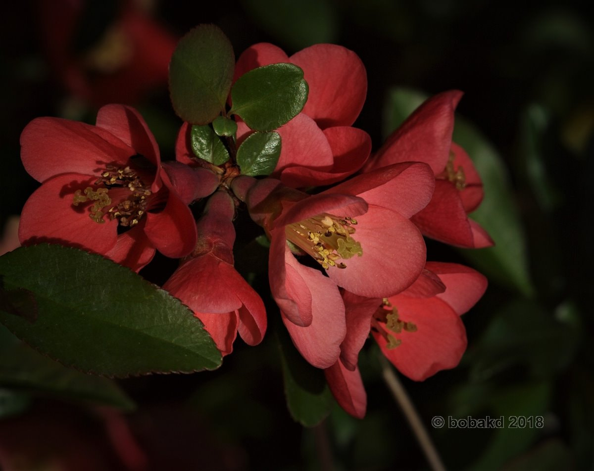 Olympus E-620 (EVOLT E-620) sample photo. Flowers photography