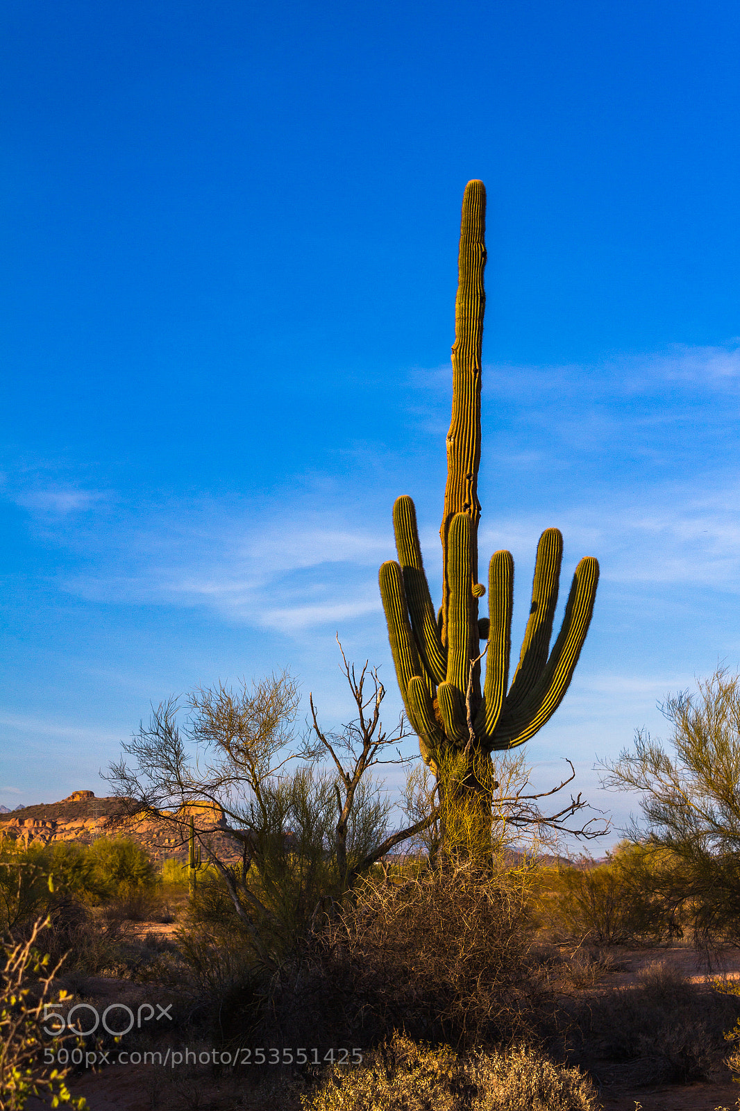 Canon EOS 7D sample photo. Saguaro photography