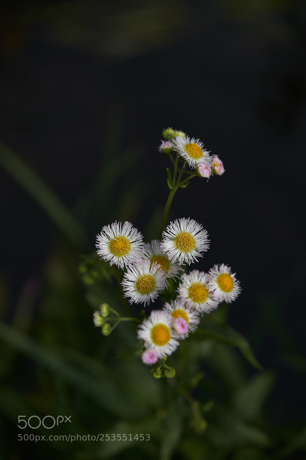 Sony a7 sample photo. Flowers 6404 photography