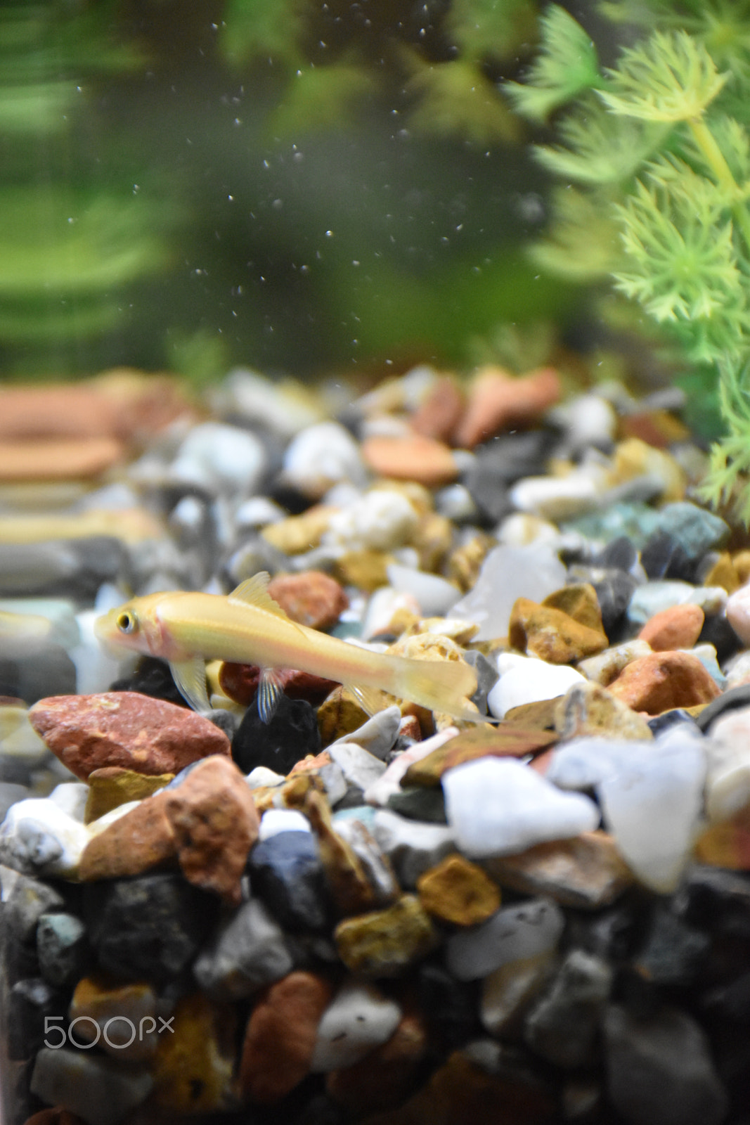 Nikon D5600 sample photo. Fish in aquarium photography