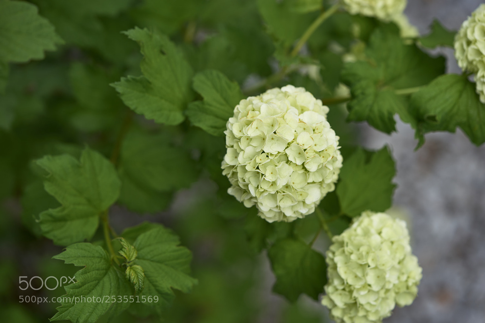 Sony a7 sample photo. Flowers 6405 photography