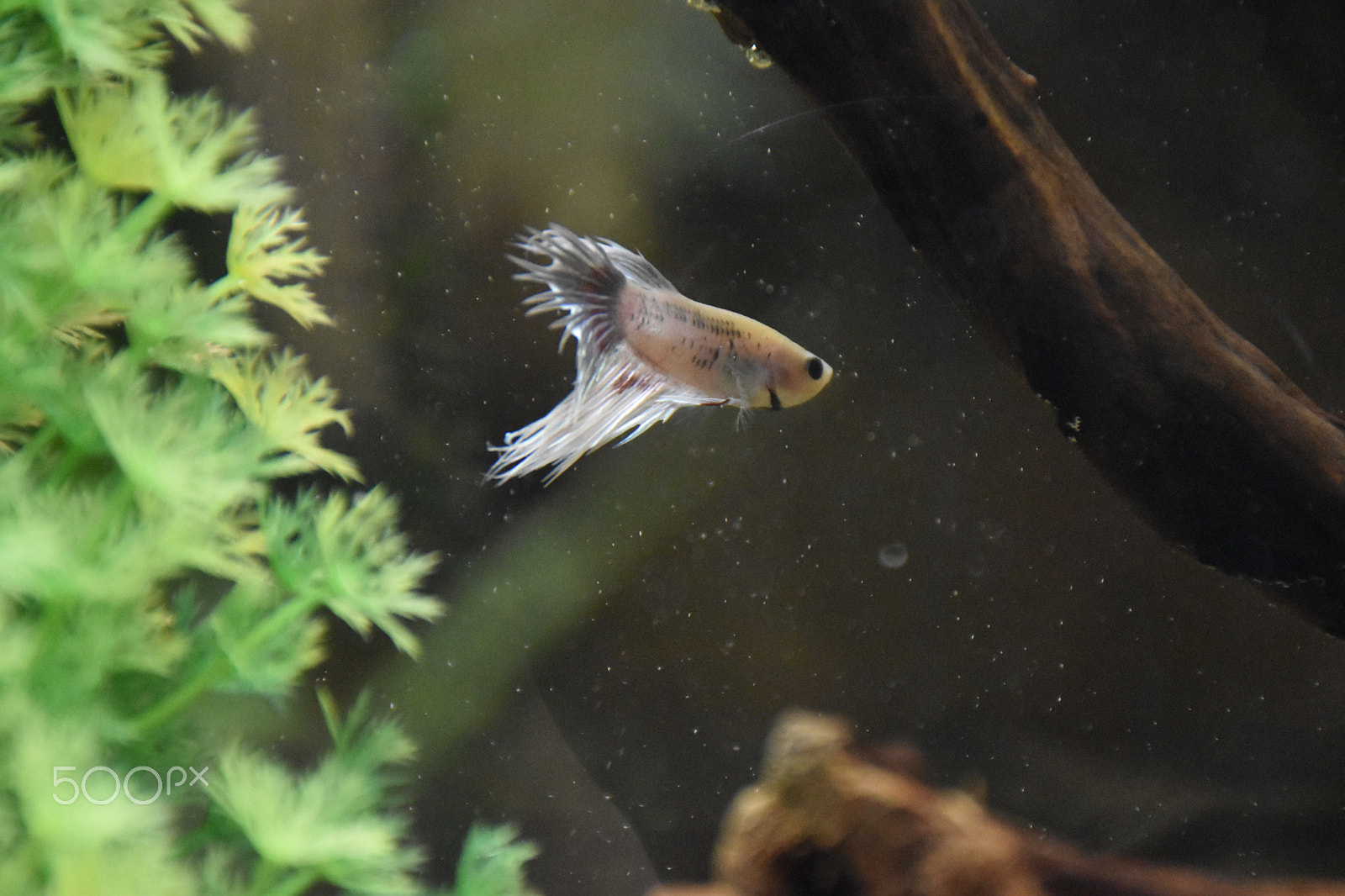 Nikon D5600 sample photo. Fish in aquarium photography
