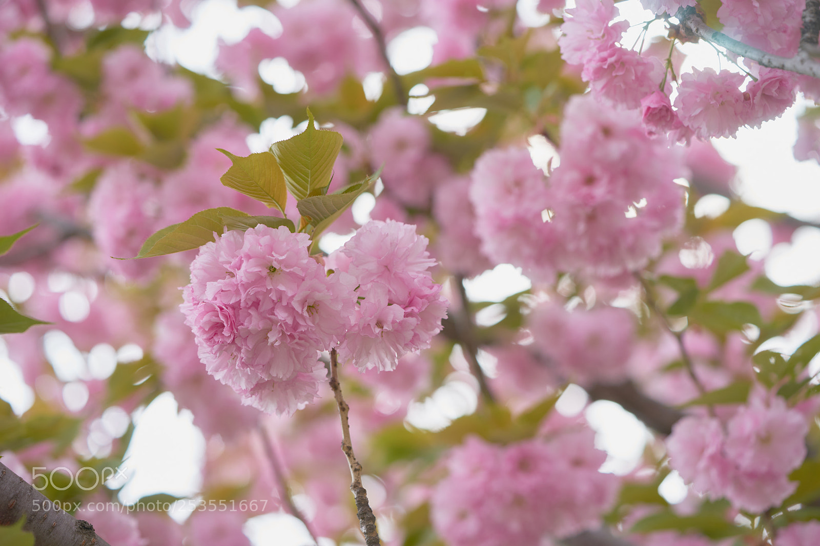 Sony a7 sample photo. Flowers 6406 photography