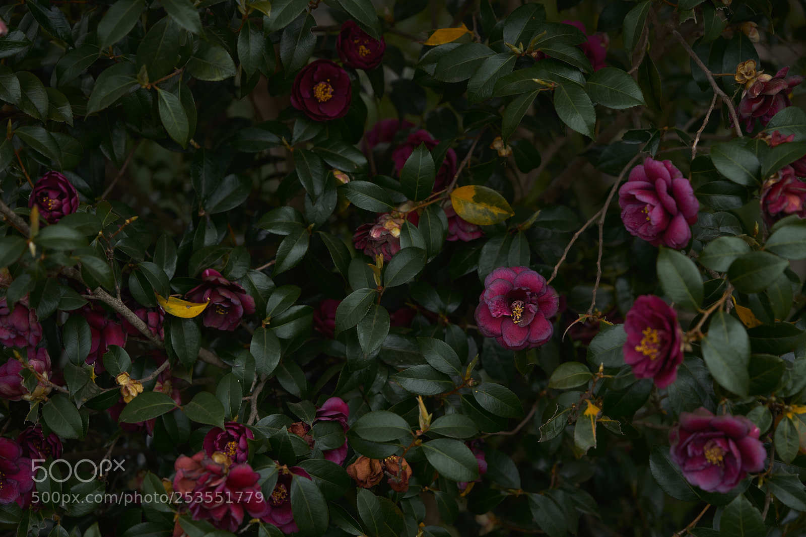 Sony a7 sample photo. Flowers 6407 photography