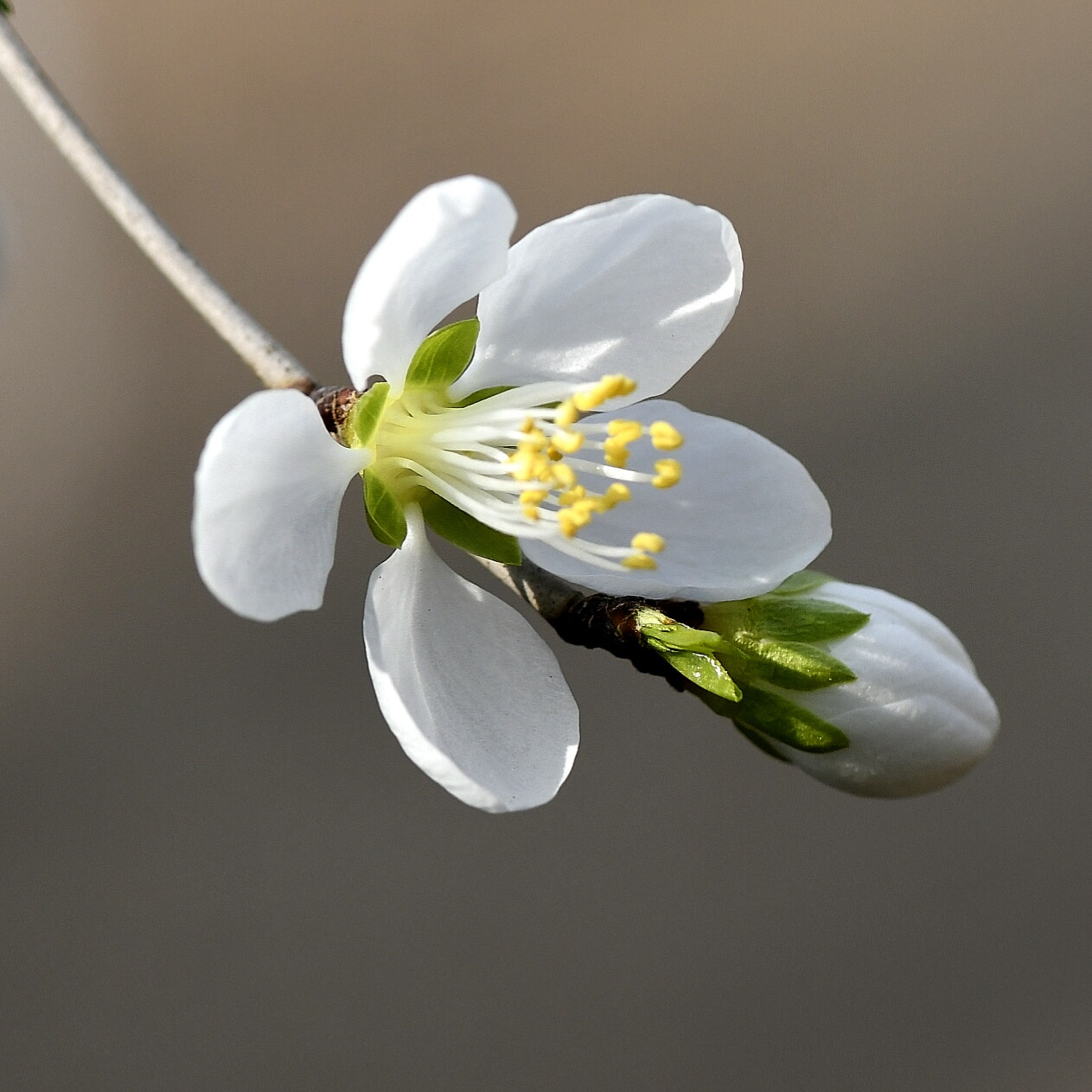 Nikon AF-S Micro-Nikkor 105mm F2.8G IF-ED VR sample photo. White flower photography