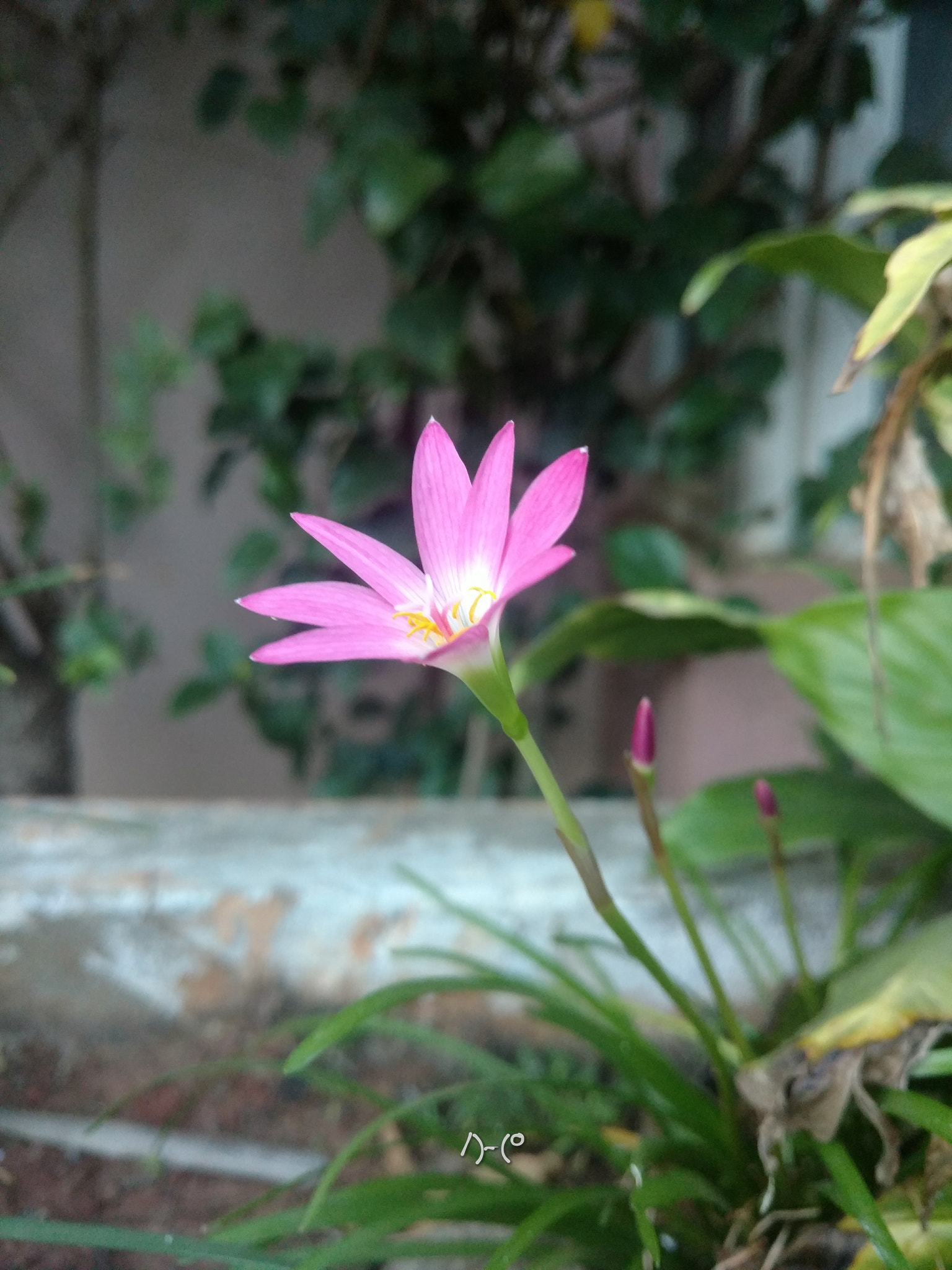 Motorola Moto X Style sample photo. Pink lily photography