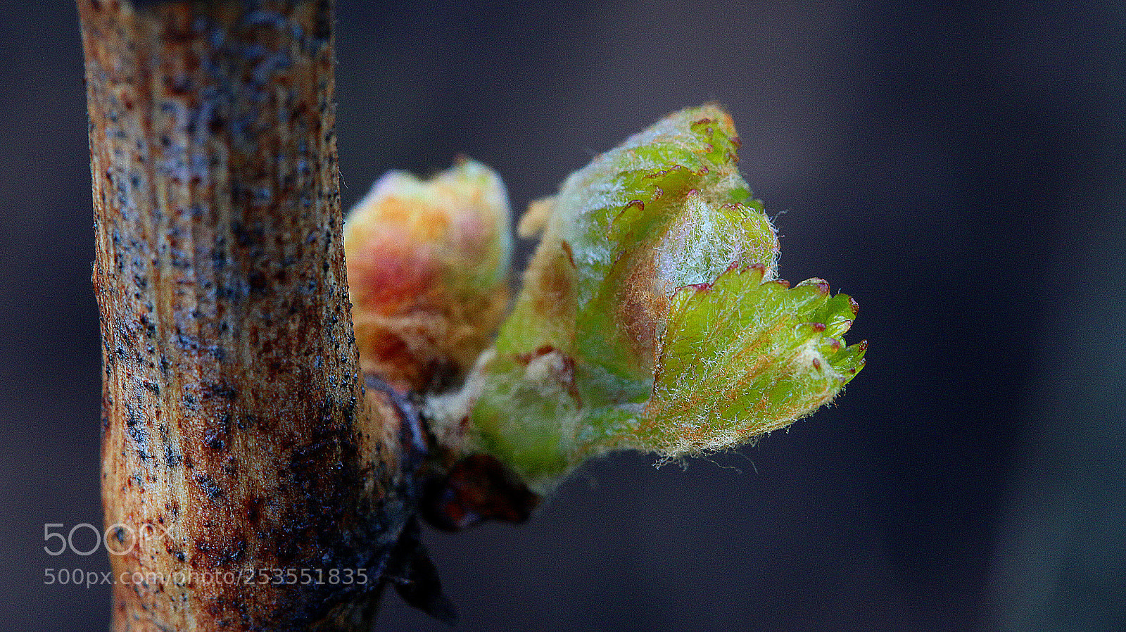 Canon EOS 70D sample photo. Img photography