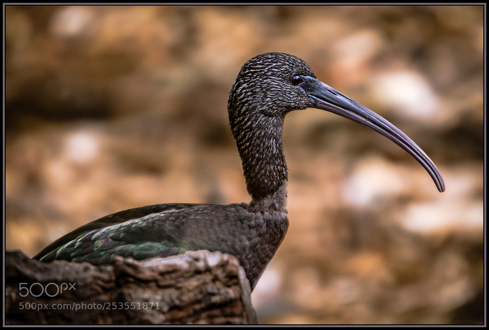 Nikon D7200 sample photo. Impressive beak... photography