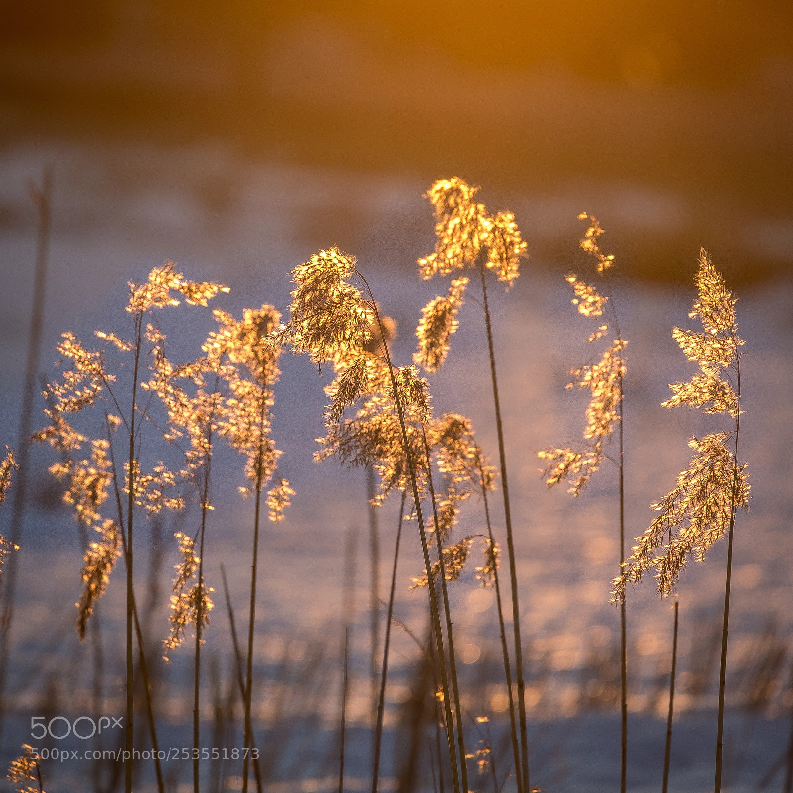 Canon EOS 5D Mark IV sample photo. Ba photography