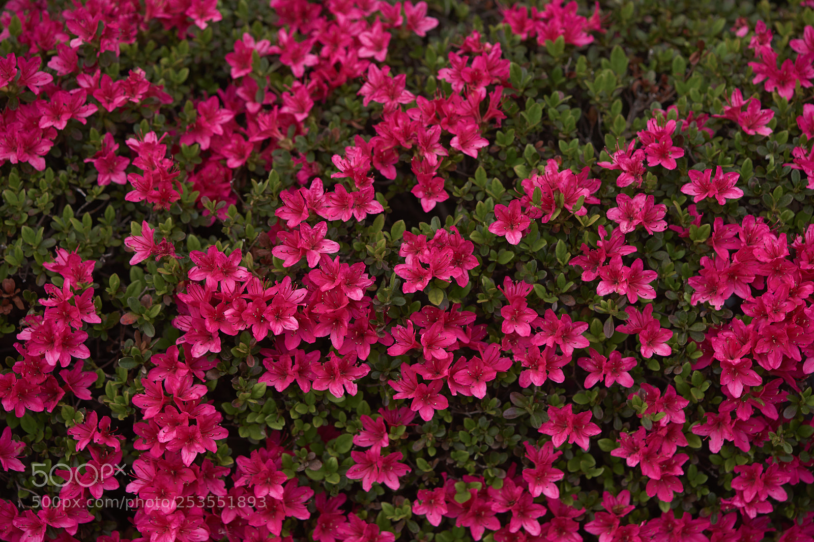 Sony a7 sample photo. Flowers 6408 photography