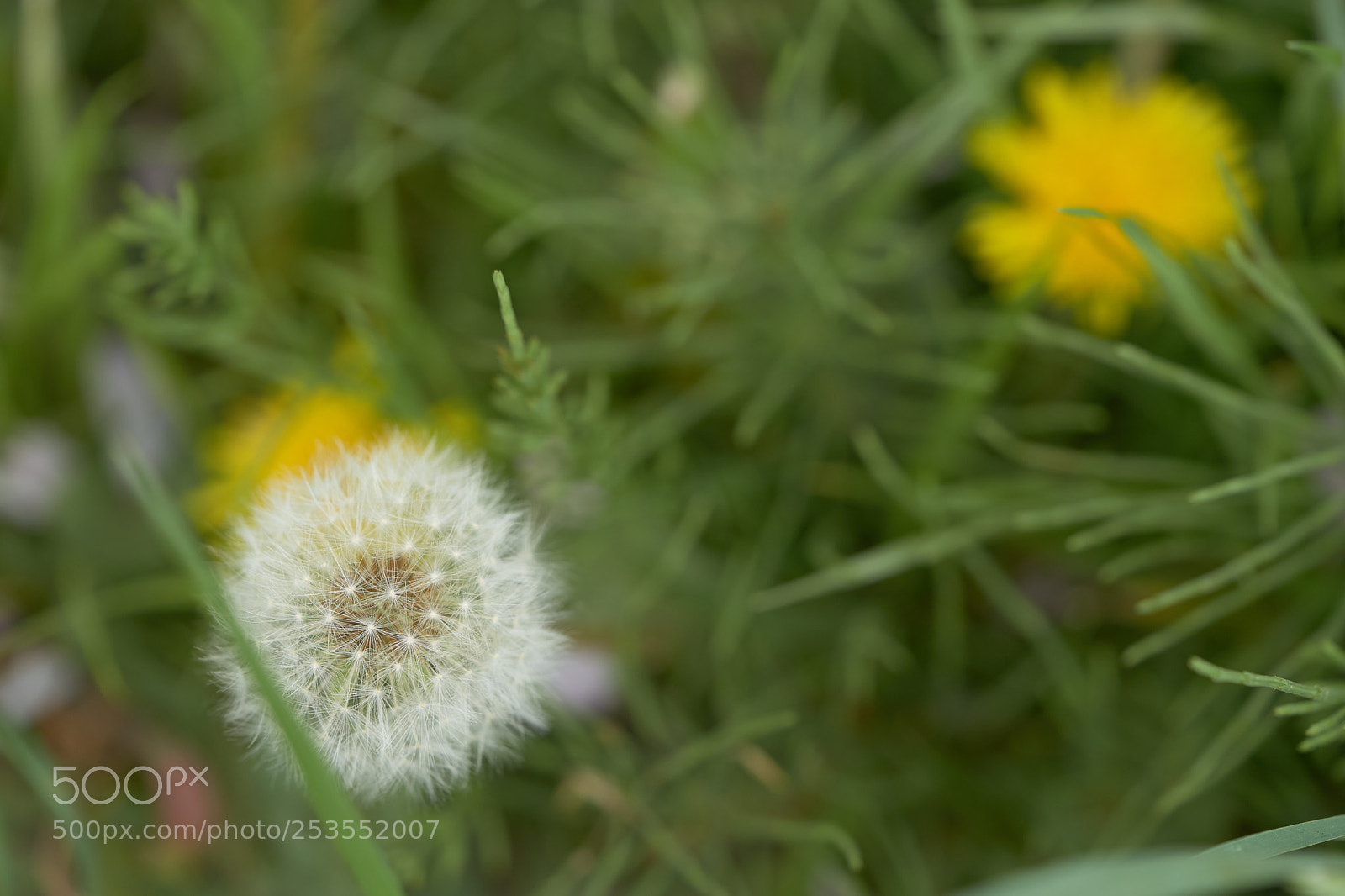 Sony a7 sample photo. Flowers 6409 photography