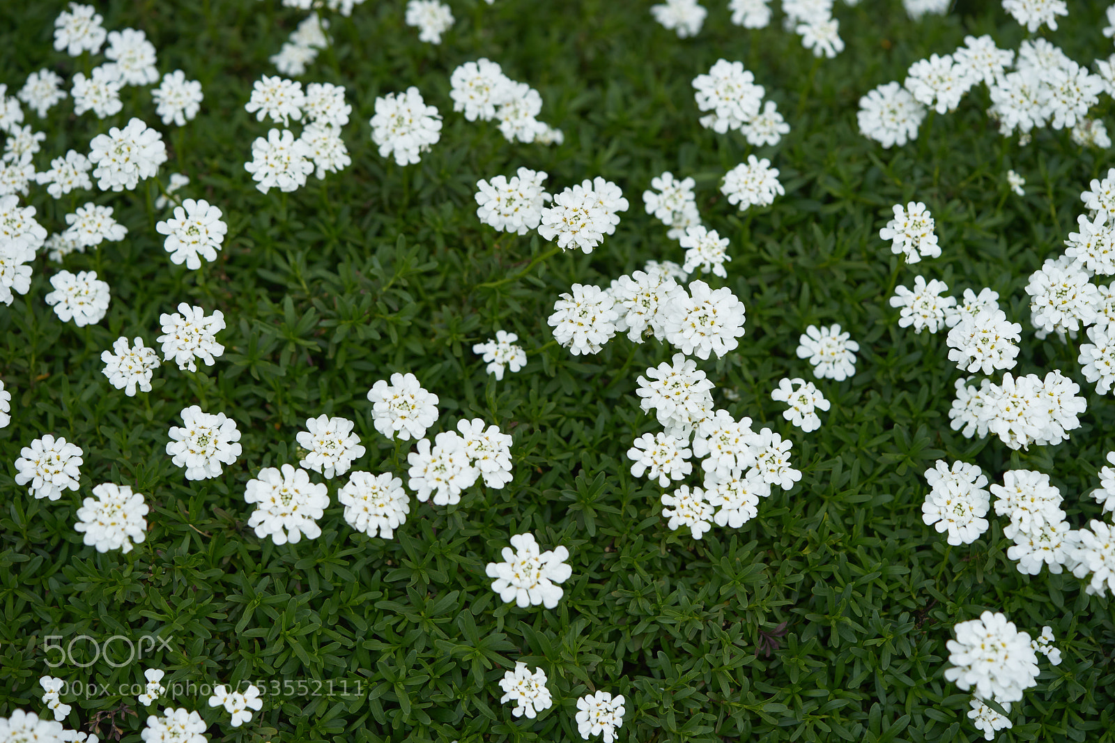 Sony a7 sample photo. Flowers 6410 photography
