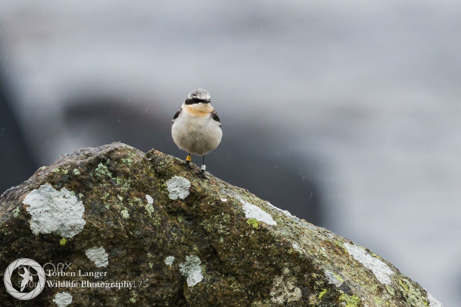 Canon EOS 70D sample photo. Wheatear photography