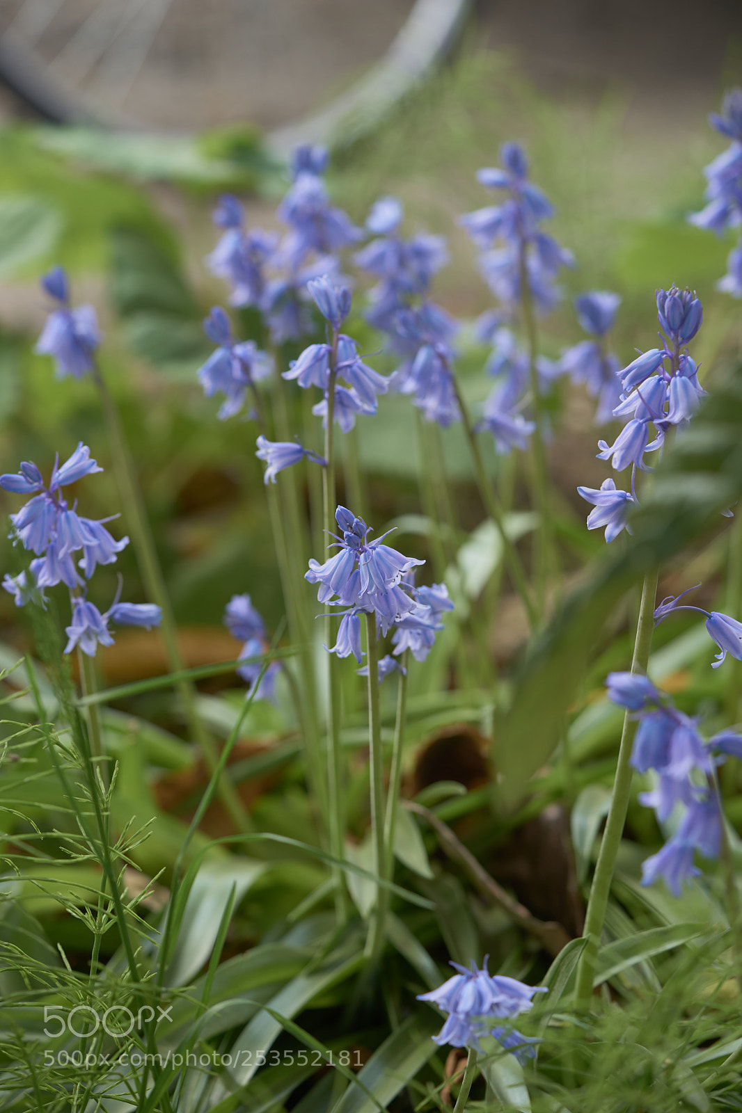 Sony a7 sample photo. Flowers 6411 photography