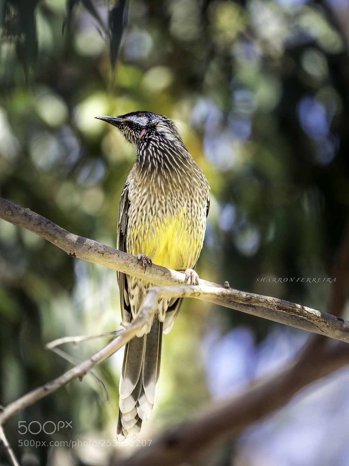 Olympus OM-D E-M5 II sample photo. Red wattlebird photography