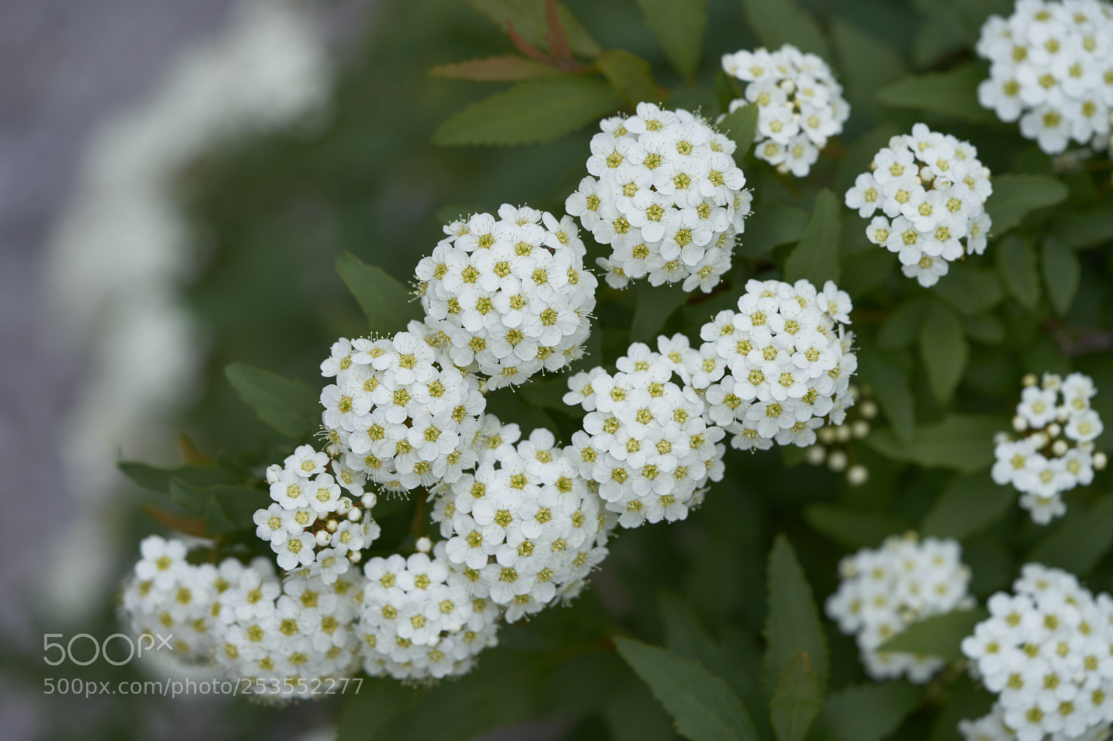 Sony a7 sample photo. Flowers 6412 photography