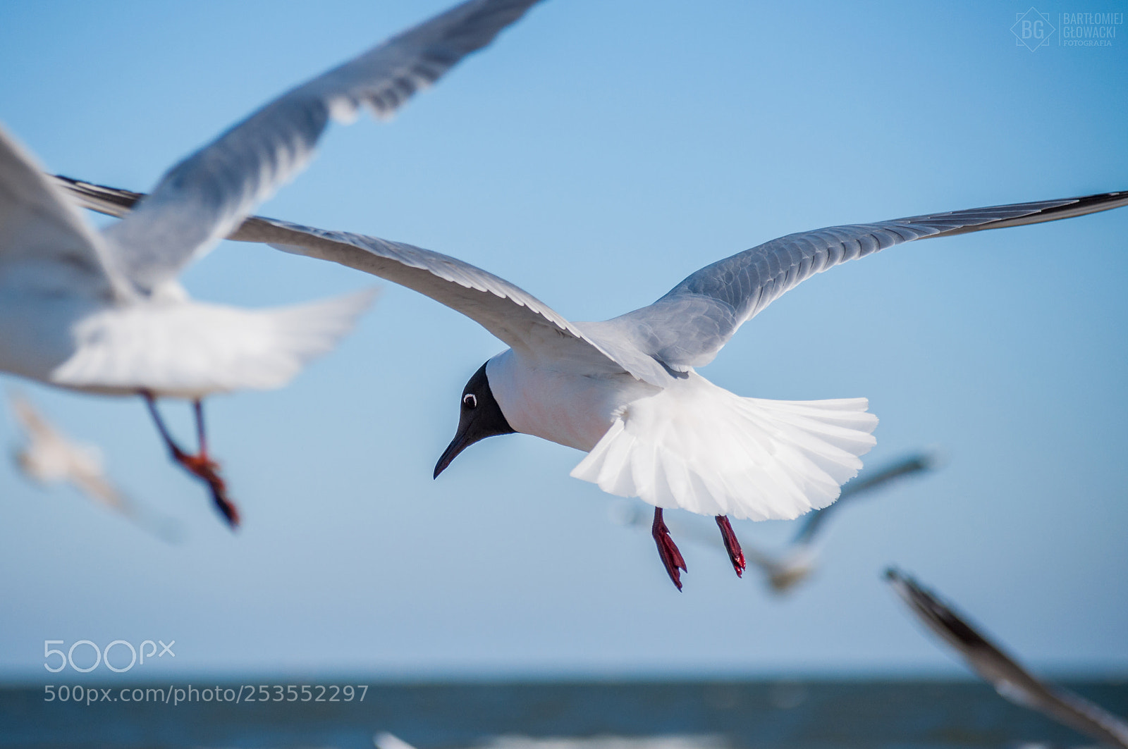 Nikon D5000 sample photo. Seagull photography