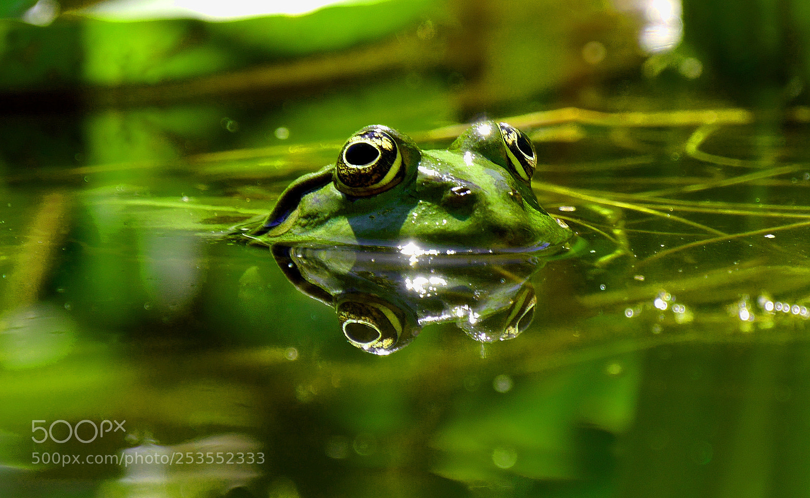 Panasonic Lumix DMC-G6 sample photo. Frog frosch grenouille photography