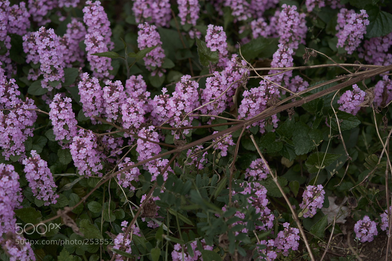 Sony a7 sample photo. Flowers 6413 photography