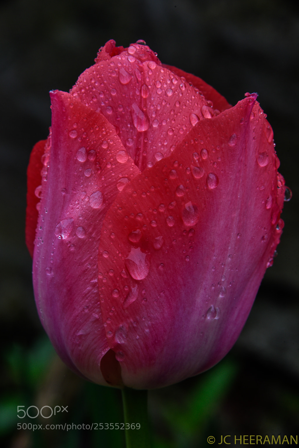 Nikon D750 sample photo. April's tulip photography