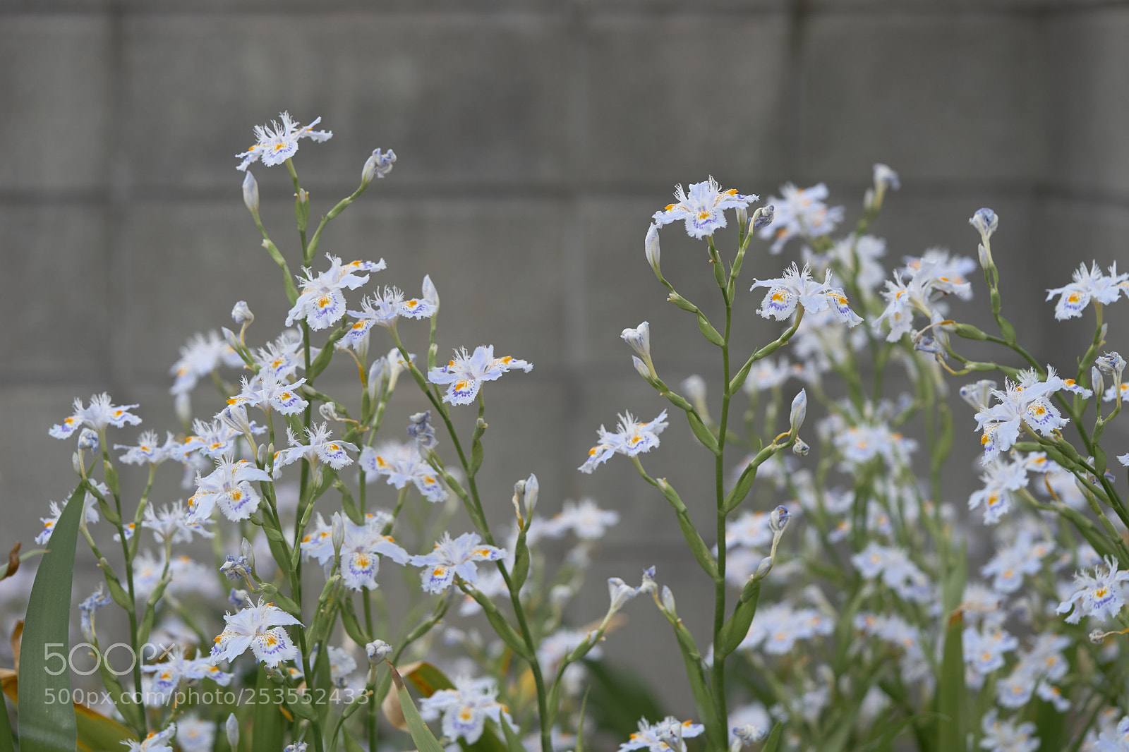 Sony a7 sample photo. Flowers 6414 photography