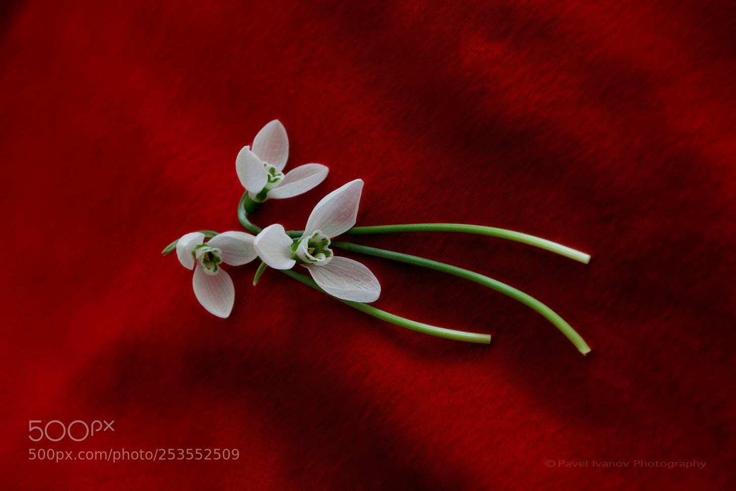 Canon EOS 700D (EOS Rebel T5i / EOS Kiss X7i) sample photo. Snowdrops photography