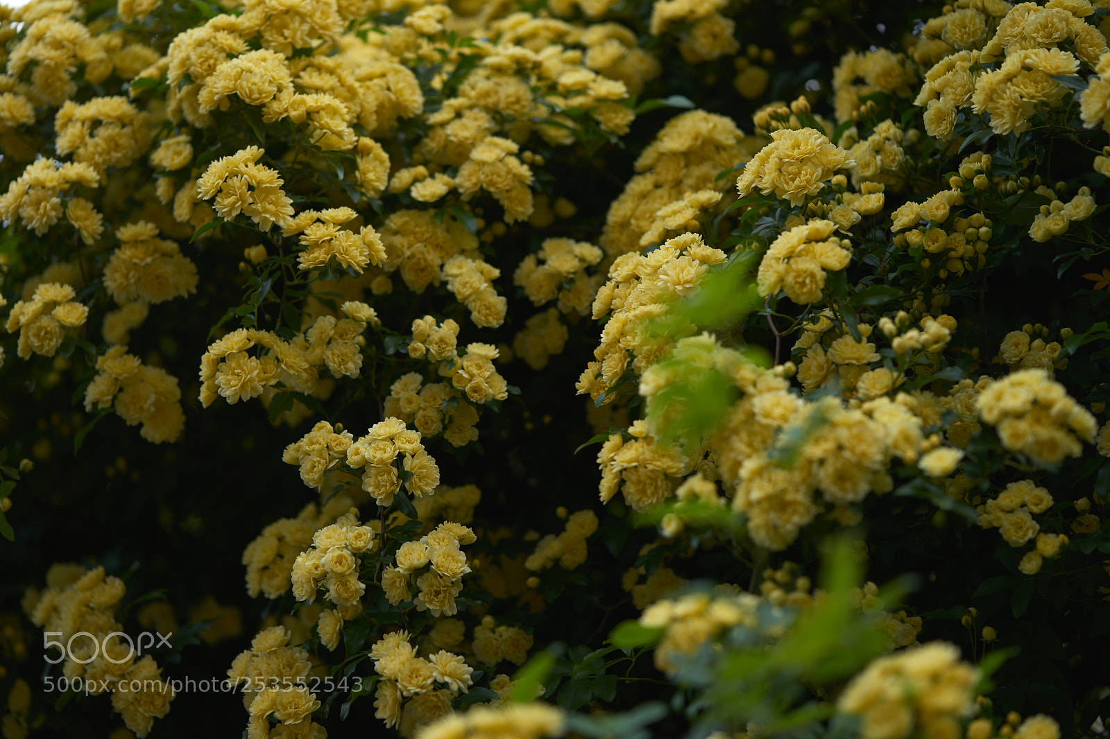 Sony a7 sample photo. Flowers 6415 photography