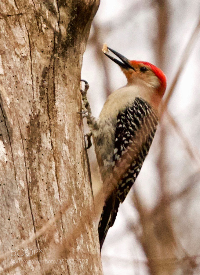Canon EOS 550D (EOS Rebel T2i / EOS Kiss X4) sample photo. Red bellied woodpecker photography