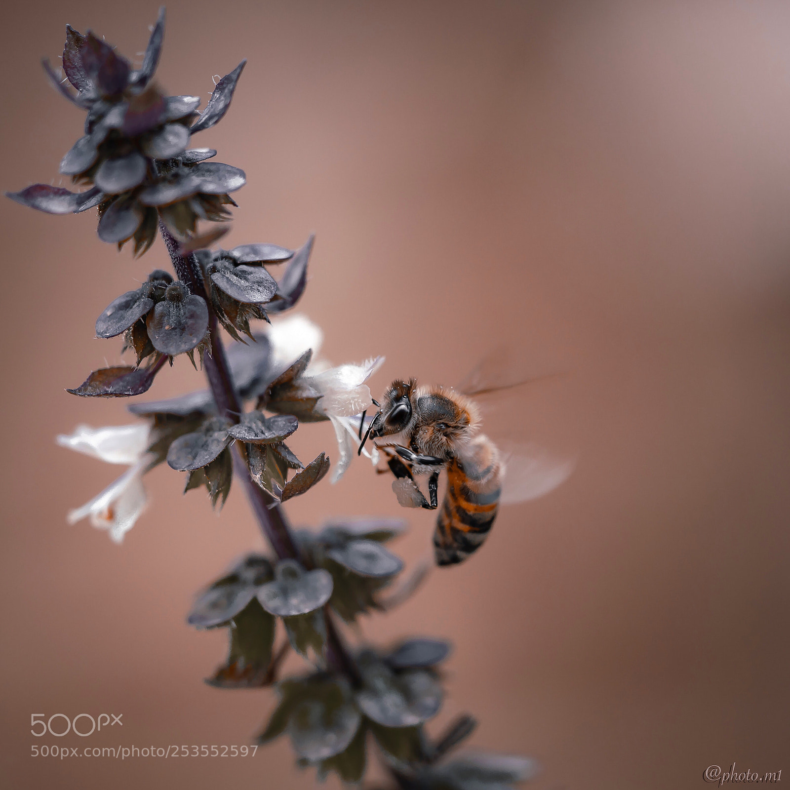 Sony a7R III sample photo. Untitled photography