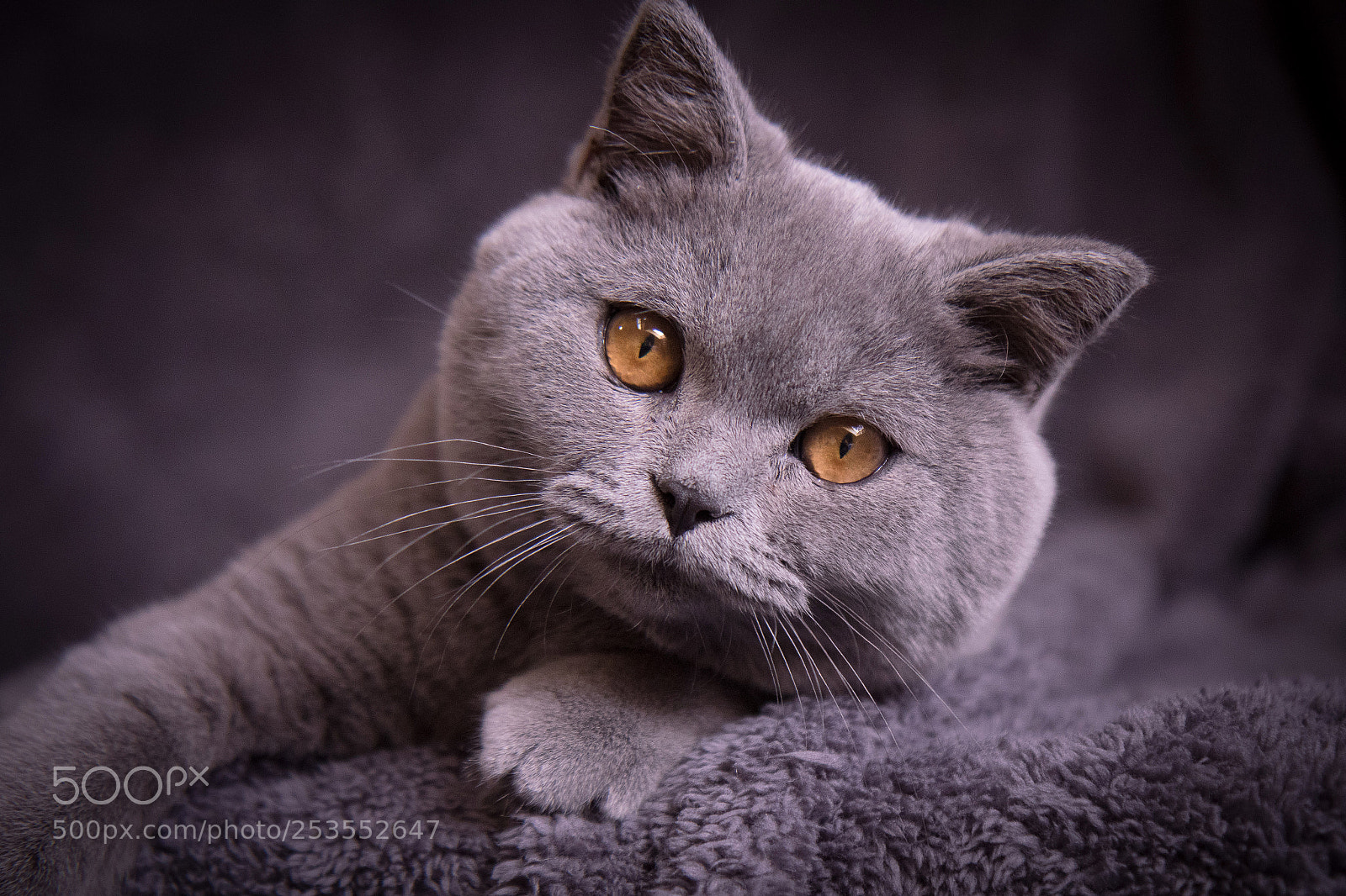 Canon EOS 7D Mark II sample photo. Hélios british shorthair photography