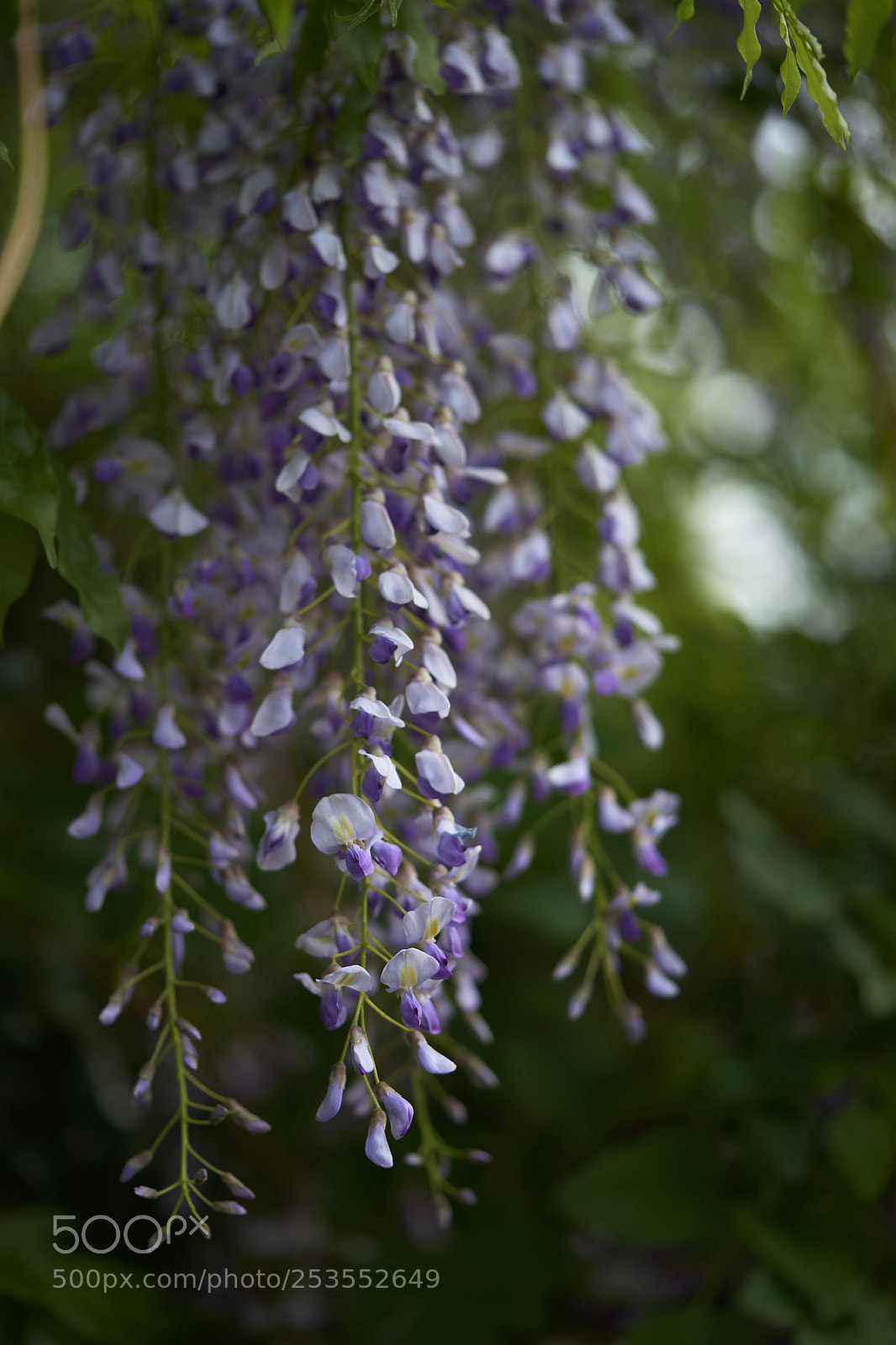 Sony a7 sample photo. Flowers 6416 photography