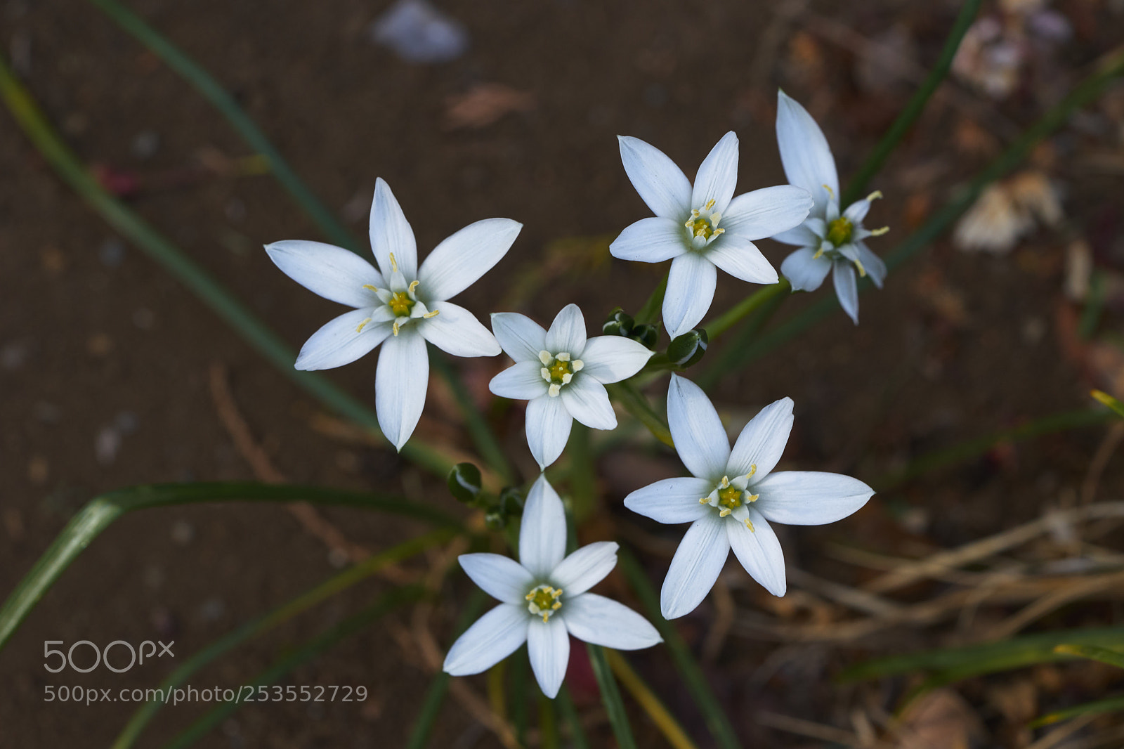 Sony a7 sample photo. Flowers 6417 photography