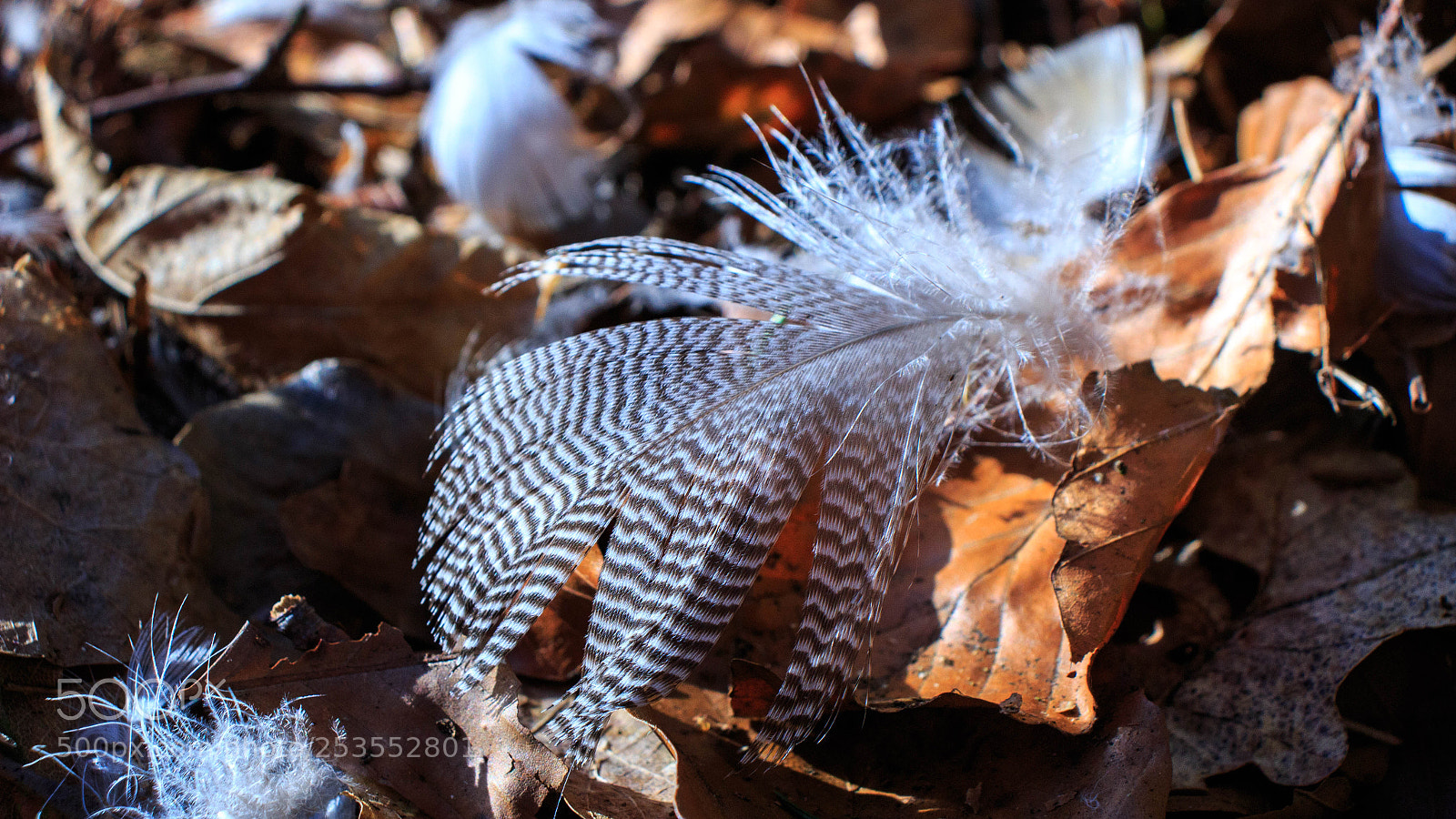 Canon EOS 100D (EOS Rebel SL1 / EOS Kiss X7) sample photo. Feather photography