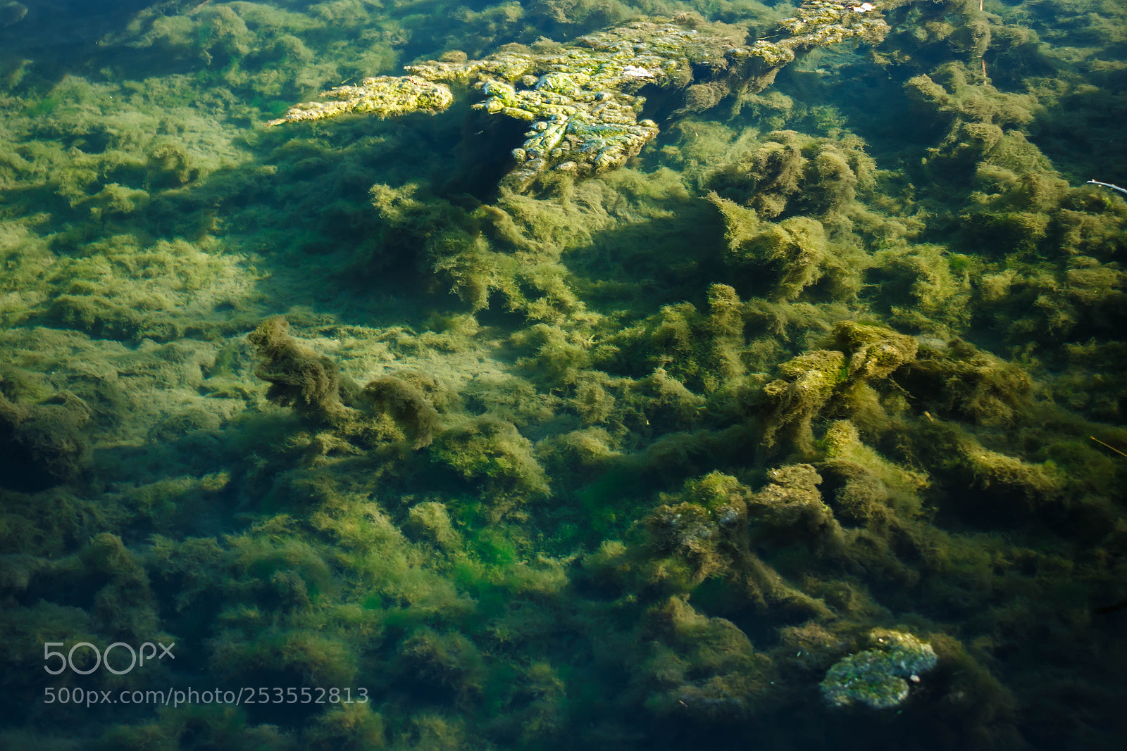 Canon EOS 100D (EOS Rebel SL1 / EOS Kiss X7) sample photo. Seaweed photography