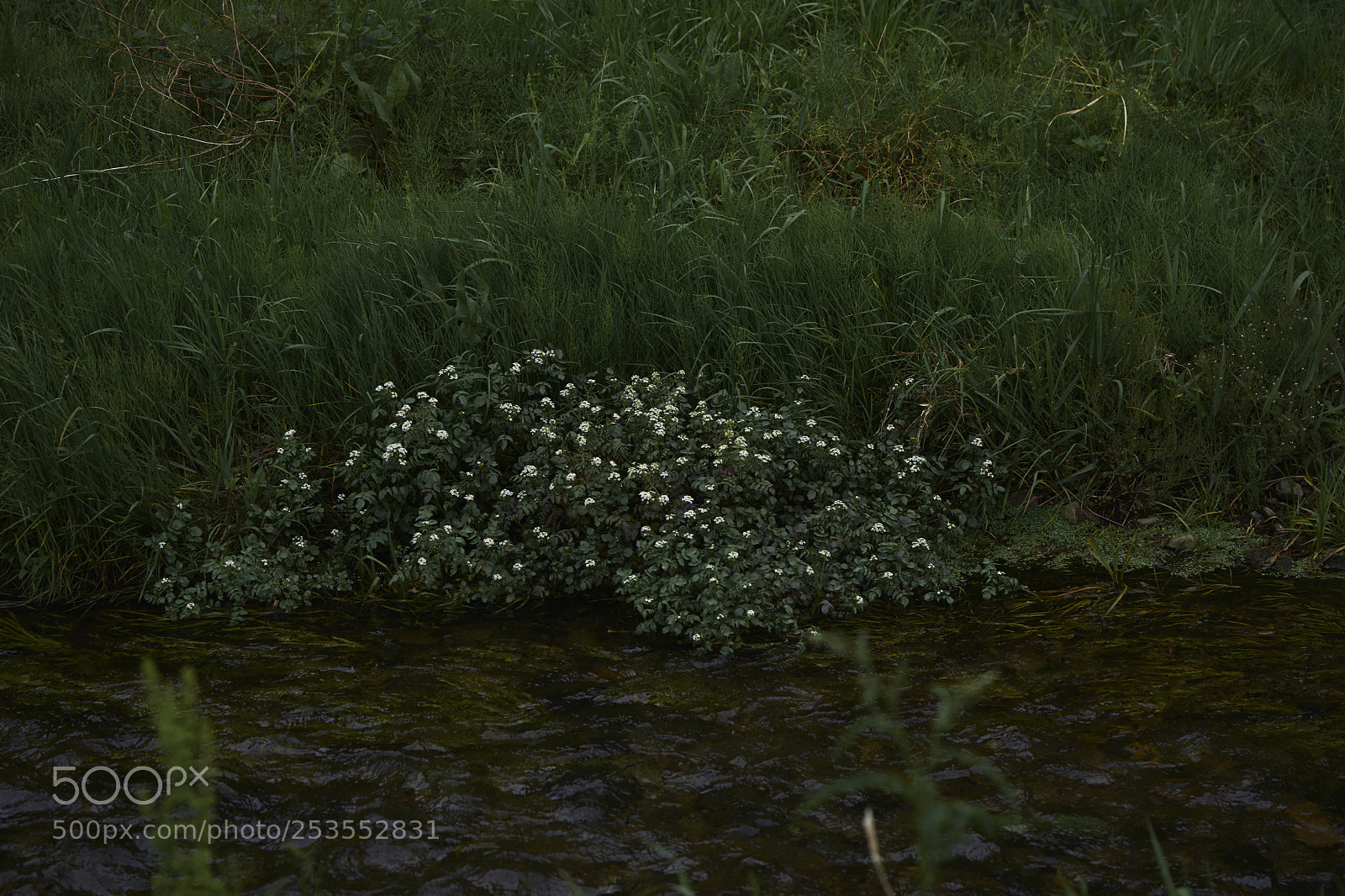 Sony a7 sample photo. Flowers 6418 photography