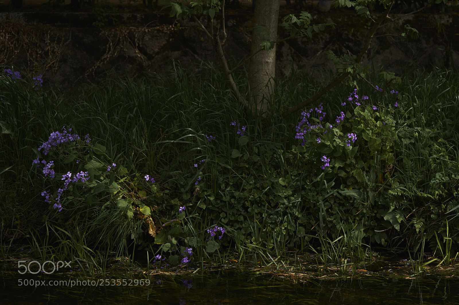 Sony a7 sample photo. Flowers 6419 photography
