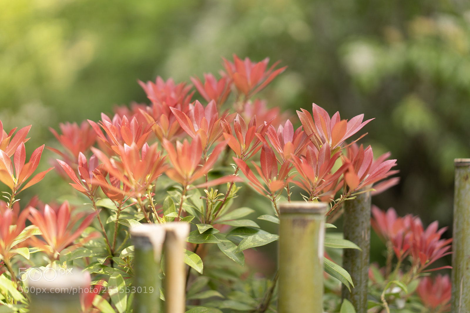 Sony a7 III sample photo. Kamakura in spring photography
