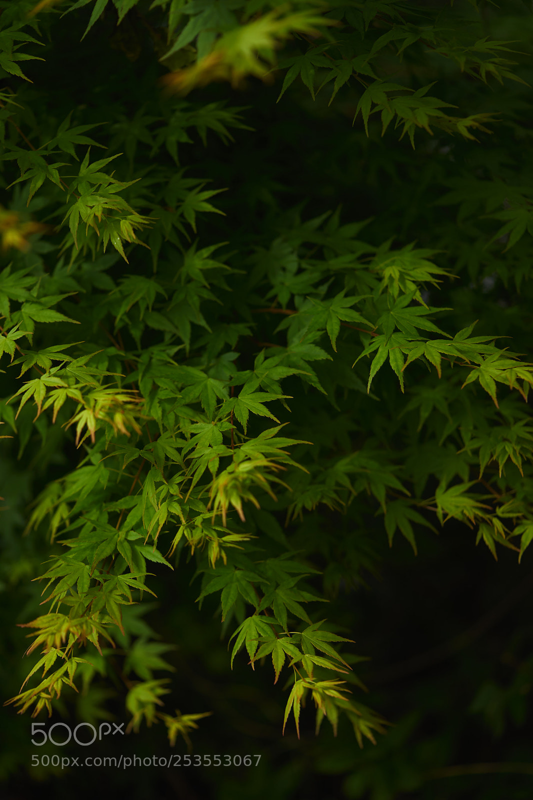 Sony a7 sample photo. Leaves 945 photography