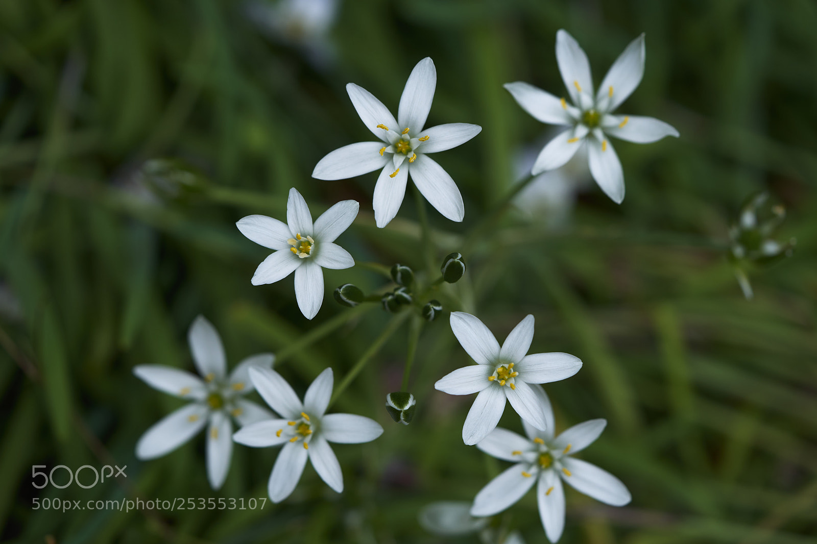 Sony a7 sample photo. Flowers 6420 photography