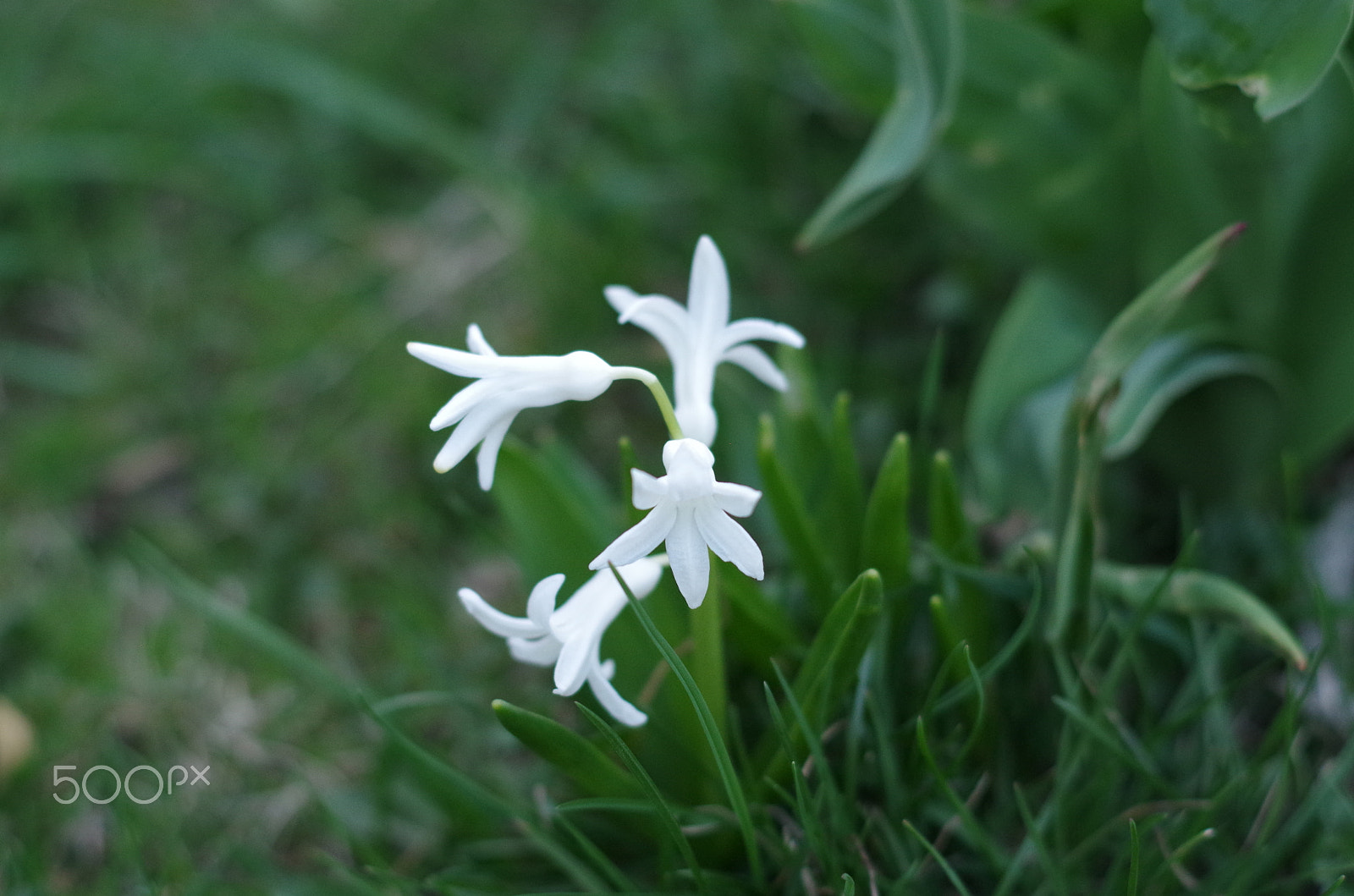 Pentax K-50 sample photo. Spring photography