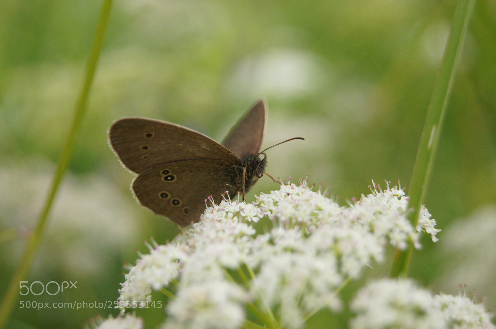 Sony Alpha DSLR-A580 sample photo. Цветочный сатир photography