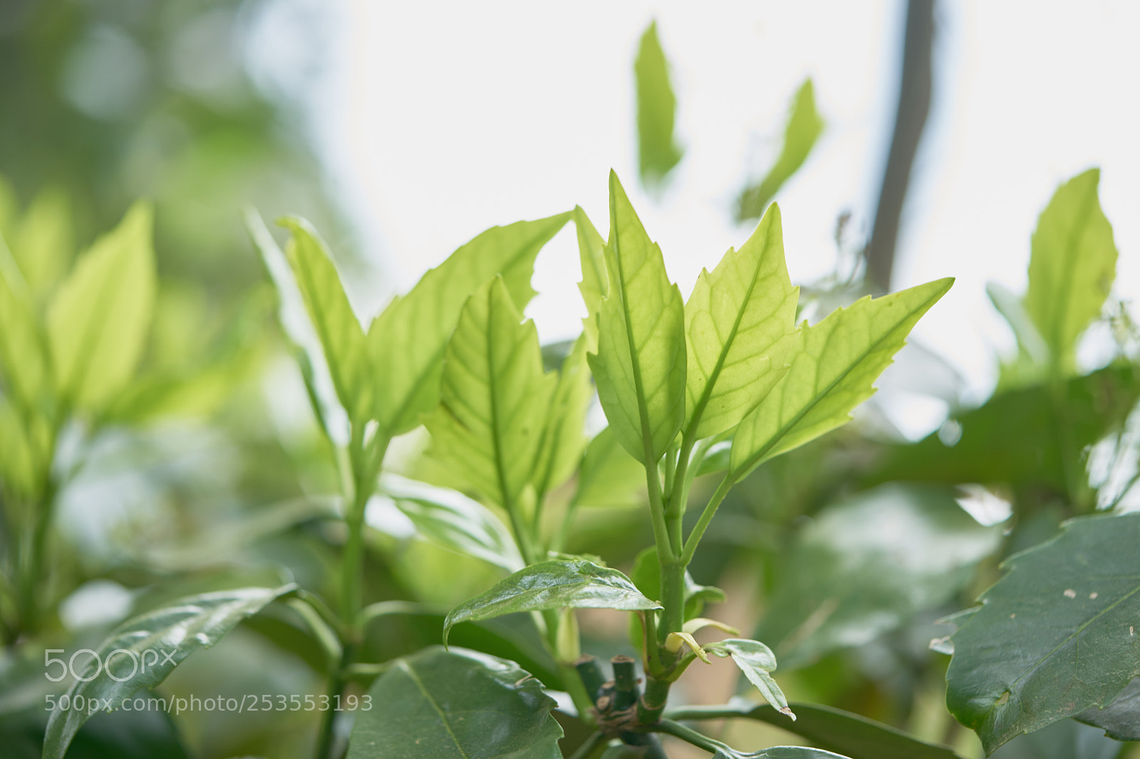 Sony a7 sample photo. Leaves 946 photography