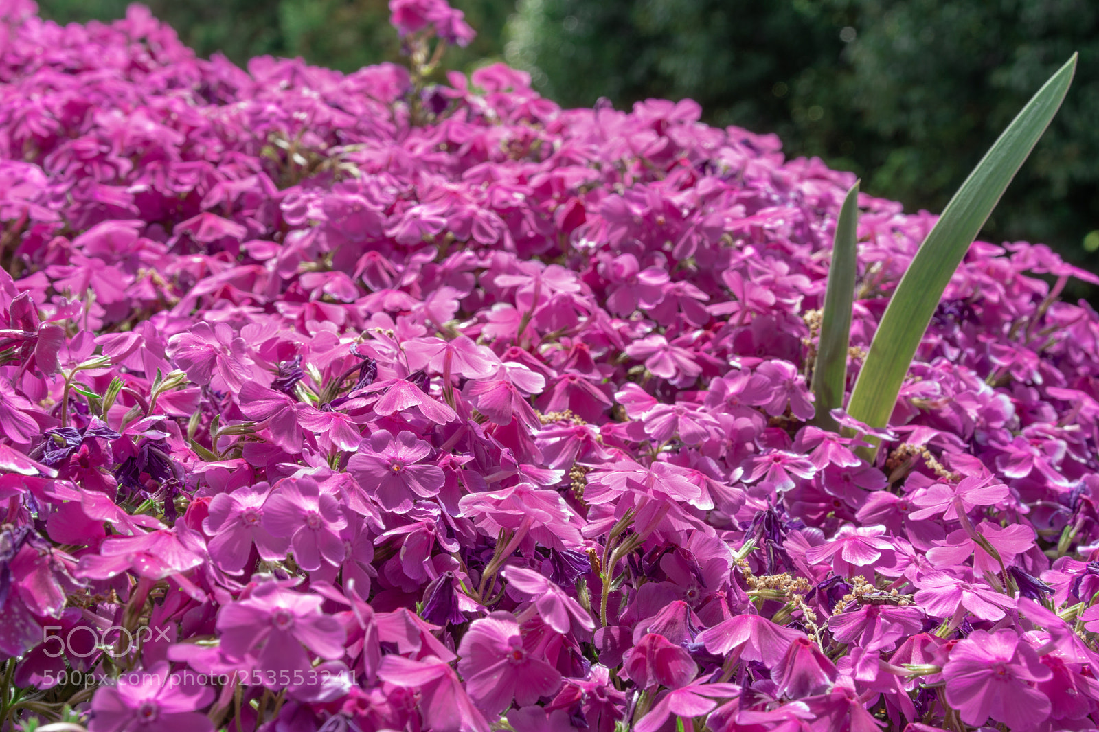 Sony a7 III sample photo. Moss phlox in kamakura photography