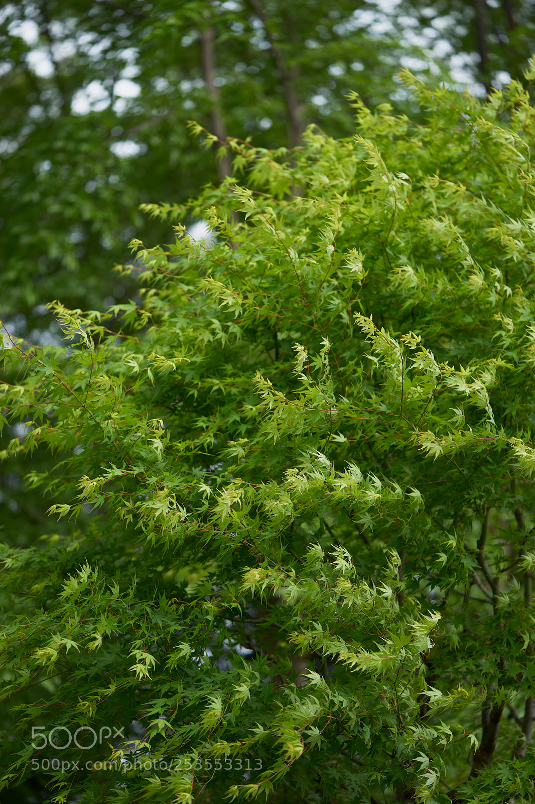 Sony a7 sample photo. Leaves 947 photography