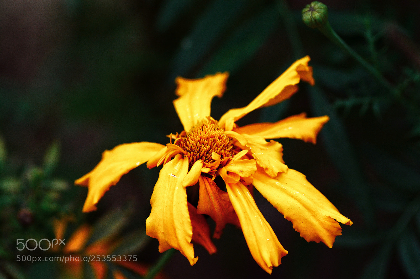 Nikon D7100 sample photo. Tn.kcndtt photography
