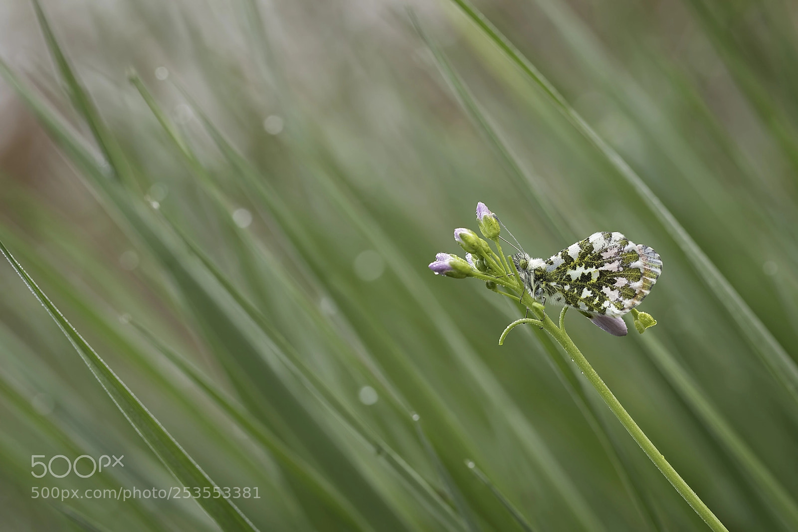 Canon EOS 80D sample photo. Orange tip on cuckooflower photography