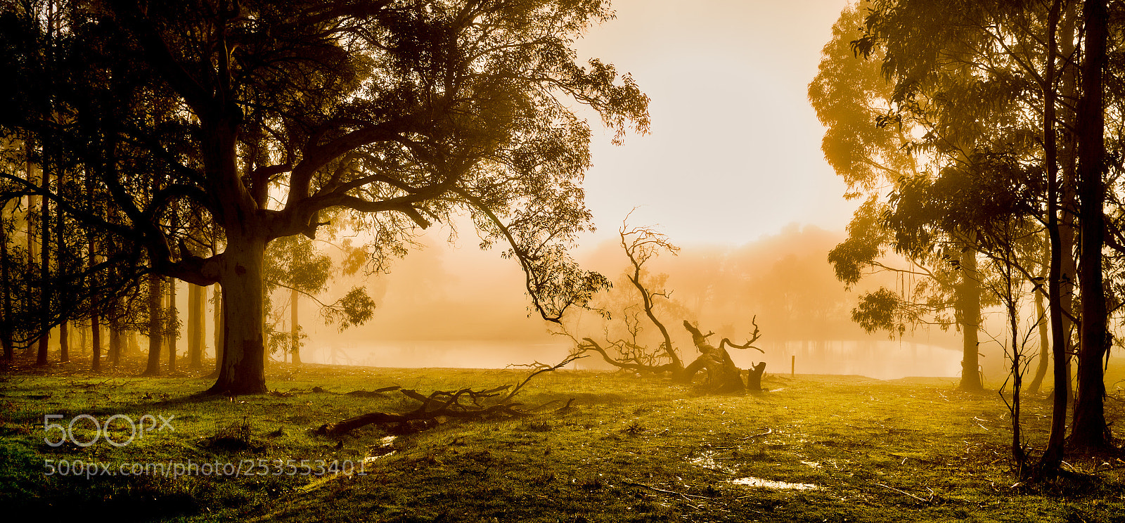 Nikon D610 sample photo. Early morning fog at photography