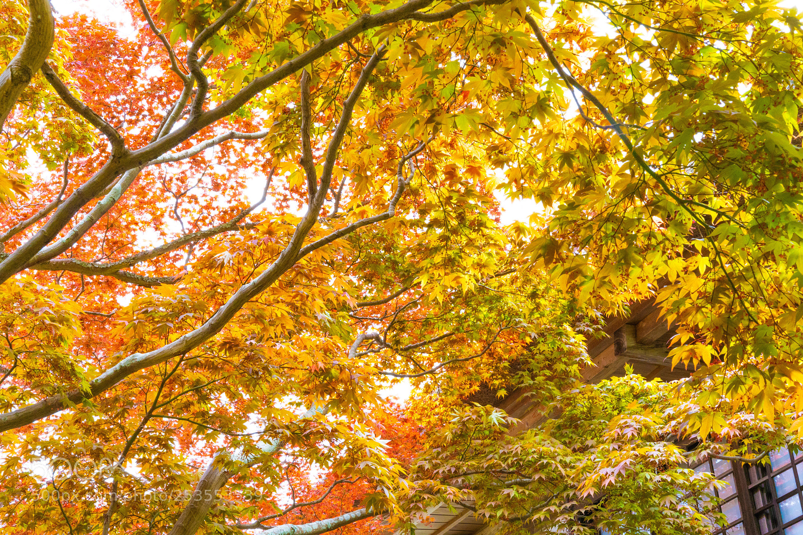 Sony a7 III sample photo. Autumn colors in spring photography